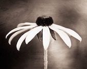 Fine Art Photography - neutral dark brown flower - nature photo floral wall art - brown print cream fine art modern white - 16x16 Photograph