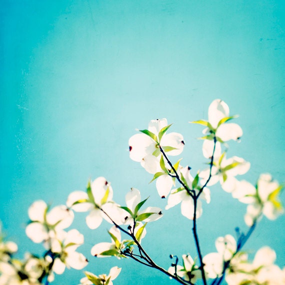 Flower Photography - aqua spring art prints blue decor white green wall floral photo botanical branch - 8x8 Photograph, "Skies of Blue"