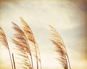 16x20 Photograph - large wall art brown beige neutral nature beach grass country photography cream decor botanical print, "Light Breeze"