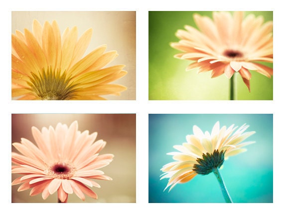 Flower Photography Set - daisy teal aqua blue green yellow peach - turquoise orange floral photo set nature decor - Four 5x7 Photographs