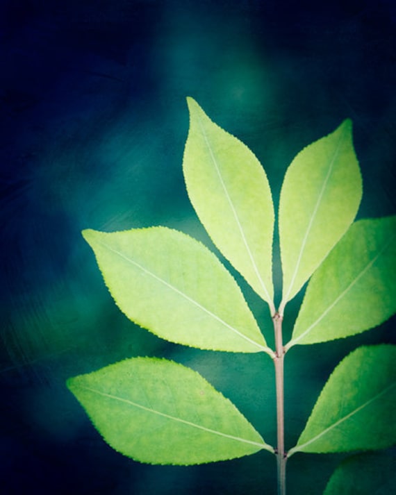 Nature Photography - green blue navy teal - botanical art prints - leaf leaves photos fine art prints - 8x10 Photograph, "Designer Leaves"