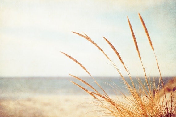 Beach Grass Photography - print neutral light brown white photography seashore botanical art country rural countryside - 8x12 Photograph