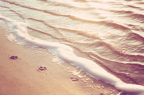 Beach Photography - water ripples paw prints - beige peach light brown - ocean photograph nautical photo wall art print - 8x12 Photograph