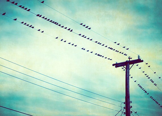 Bird on Wire Photography - teal print blue decor turquoise sky clouds black yellow modern art print - 5x7 Photograph, "Bird's Eye View"