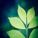 Nature Photography - green blue navy teal - botanical art prints - leaf leaves photos fine art prints - 8x10 Photograph, "Designer Leaves"