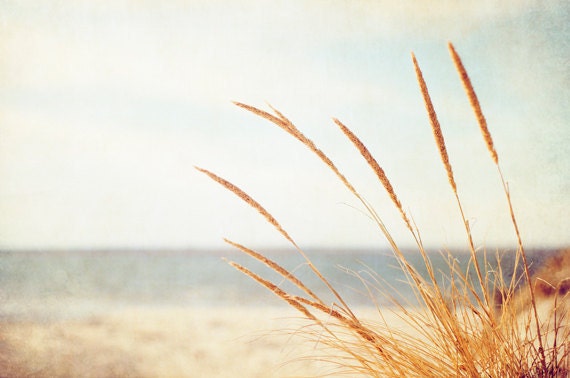Beach Grass Photography - print neutral light brown white photography seashore botanical art country rural countryside - 8x12 Photograph