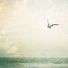 Seagull Photography - large wall art beach ocean sea pale light green bird flying neutral wall print white teal pastel - 16x20 Photograph