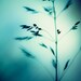 Turquoise Photography - dark teal aqua blue photo white nature botanical art prints decor abstract wall art - 8x10 Photograph, "Deep Within"
