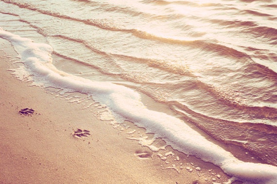 Beach Photography - water ripples paw prints - beige peach light brown - ocean photograph nautical photo wall art print - 8x12 Photograph