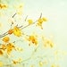 Fine Art Photography - mint green yellow photo - wall art nature photography - branch leaves botanical print - 8x12 Photograph, "Tender"