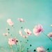 Flower Photography - aqua blue pink spring wall art photos pastel decor pale fine art photography pale white teal flower - 8x10 Photograph
