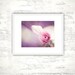 Flower Photography - rose pink photo purple wall art floral print nature white purple - 8x10 Fine Art Photograph - "My Love for You"