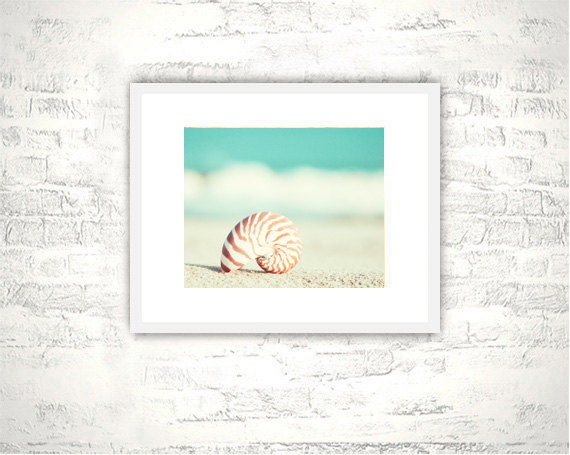 Beach Photography - nautilus shell seashell home decor seashore wall art shore cottage aqua teal turquoise - 8x10 Photograph, "Nautilus"