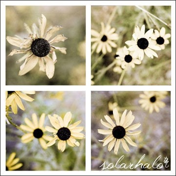 Yellow Daisies - Quad Print