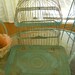 RESERVED or Nicole...Gorgeous Verdigris Hendryx Bird Cage- 1920's- 30's Beautiful Domed top, Beautifully Decorated Top Handle