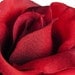 Red Rose Hair Clip