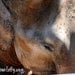 Elephant Closeup 8X10 Fine Art Print