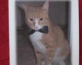 Classy Kitty Greeting Card (Cat in a Black Tuxedo Bow Tie)