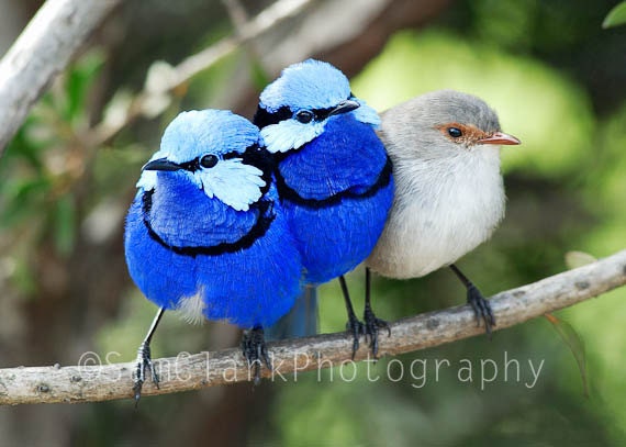 Australian Bird Photo Wall Art -  8x10 inch Splendid Fairy Wren Photo, Blue bird, POE