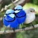 Australian Bird Photo Wall Art -  8x10 inch Splendid Fairy Wren Photo, Blue bird, POE