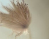Dreamy Photography- winter, icy, blue grey, white, flower puff, abstract, surreal, fine art photograph, 5x7 print