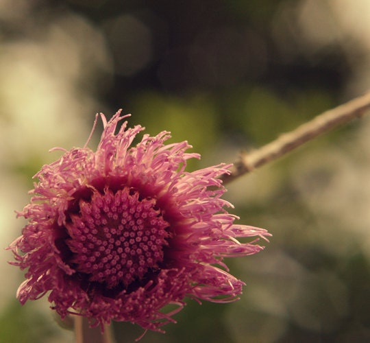 Spring photograph purple lavender bokeh thistle green macro fine art photograph home decor 5x5 print