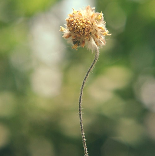 Spring Bokeh floral print- green, yellow, bokeh, flower photography, nursery decor, fine art photograph, 5x5 print home decor