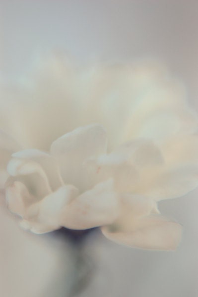 White Decor Floral Photography aqua grey winter dreamy abstract flower surreal fine art photograph home decor size 8x10 - dullbluelight