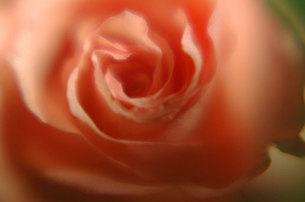 Rose print- pink, valentines day, floral, romantic, dreamy, feminine, fine art photograph 8x10 photograph