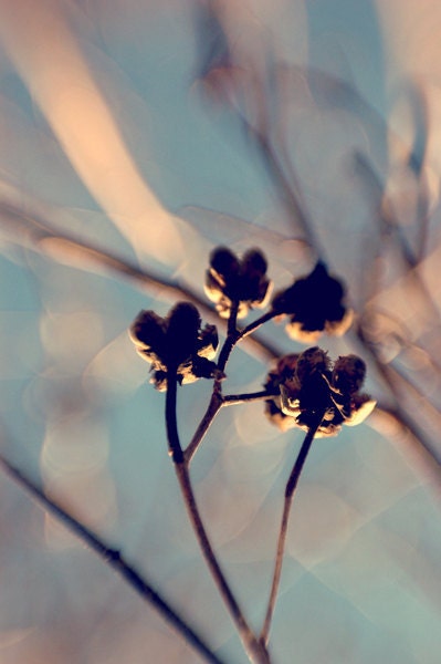 Aqua Tree Print-  bokeh,  winter, ethereal, blur, seed pods, nature, fine art photograph, home decor 8x10 photograph