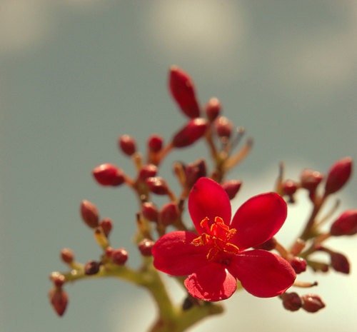 Floral Summer Photography- bright, spring, hot pink, sky blue, clouds, sun, floral decor ,fine art photograph 5x5 print