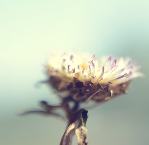 Floral photograph-  teal, bright winter decor, dreamy photograph, white flower, floral decor, feminine, 8x8 print