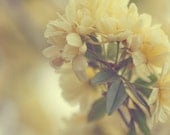 Yellow Spring photograph- pastel, floral, nusery decor, romantic, shabby chic, feminine, 8x10 print fine art photography