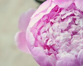 Romantic pink Floral Print- shabby chic, peony, femine, for her, floral photograph, summer, floral decor,fine art photograph, 8x12 print