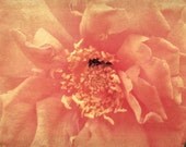 30% OFF SALE on In Stock Prints - Bumblebee Rose - Fine Art Photography, Flower Gift Idea Wall Art Home Decor Bee Pink - 8x10