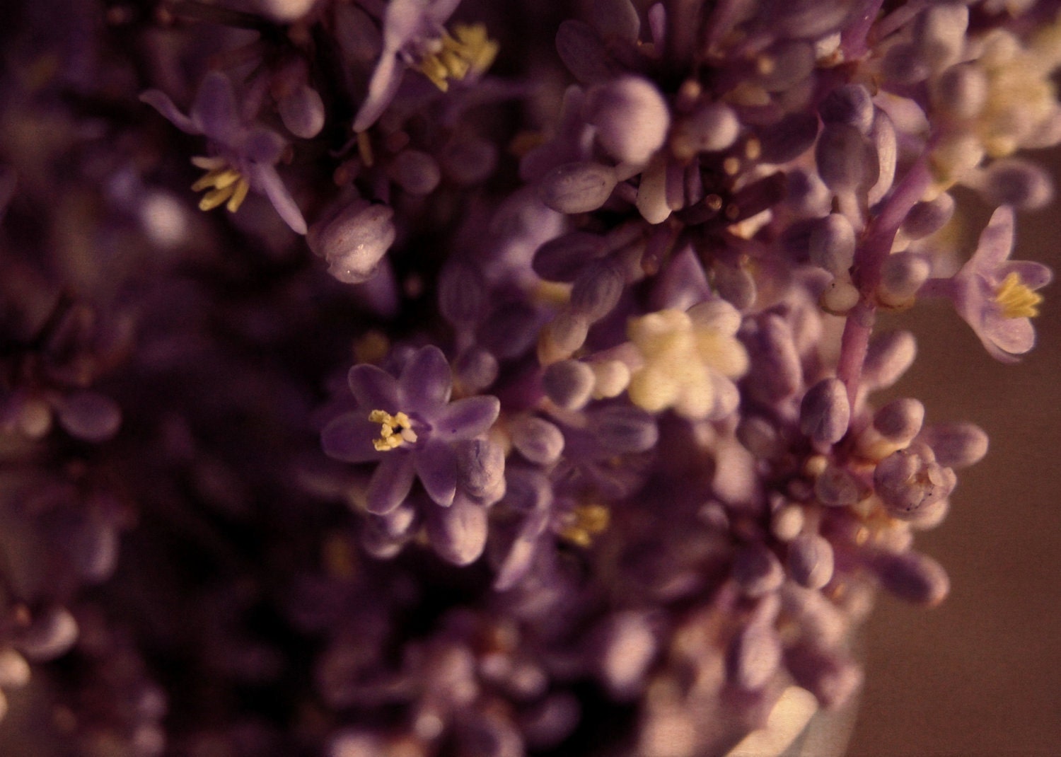 30% OFF SALE on In Stock Prints - Liriope Blooms - Fine Art Photography, Nature, Purple, Blossoms, Blooms, Flowers, Wall Art - 5x7