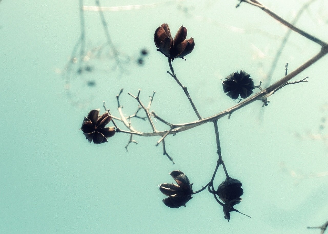 30% OFF SALE on In Stock Prints - Winter Crape Myrtle - Fine Art Photography, Blue, Sky, Wall Art, Home Decor - 5x7
