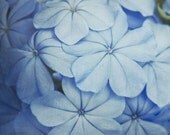 30% OFF SALE on In Stock Prints - Blue Plumbagos - Fine Art Photography - Flowers, Blooms, Home Decor - 8x10
