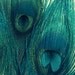 Teal Peacock Feathers - Bird Feathers, Wall Art, Blue Green Navy, Home Decor - Fine Art Photography - 5x7