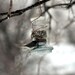Upcycled Rustic Country Mason Jar Bird Feeder With Copper Hanger