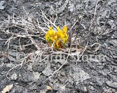 Resurrection: Matted Professional Art Photography