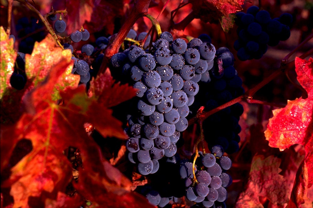 Zinfandel Grapes