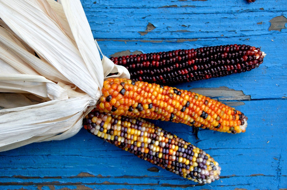 Indian Corn