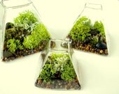 Small Modern Pyramid Lichen Terrarium