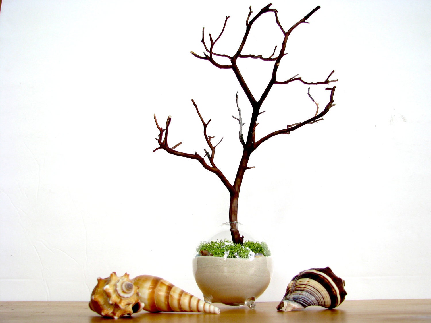 Single Globe Beach Manzanita Tree Moss terrarium: white or black sand