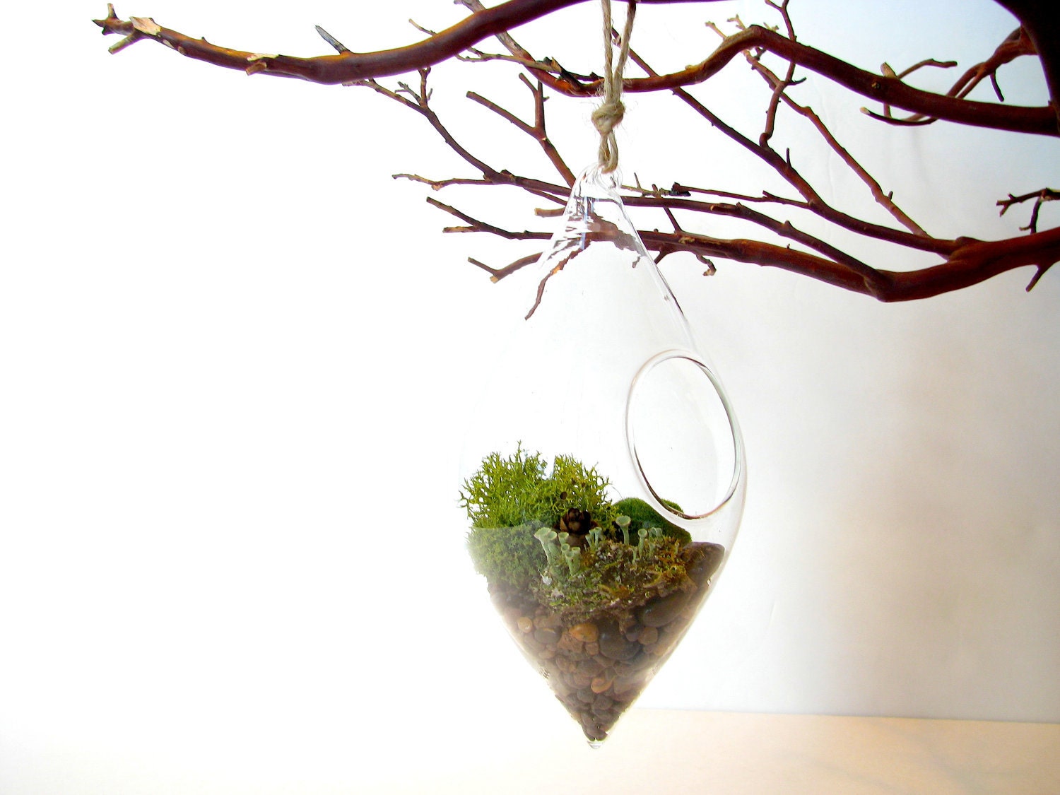 Modern Hanging Lichen Terrarium