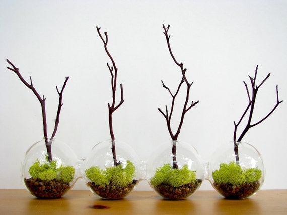 4-Globe Manzanita Forest Moss Terrarium