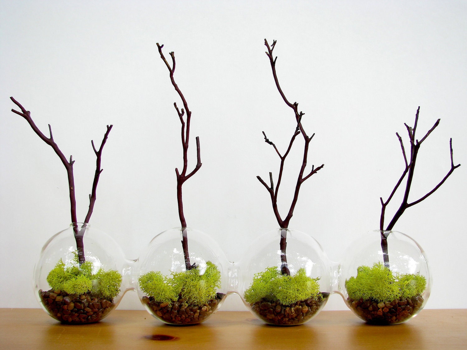4-Globe Manzanita Forest Moss Terrarium