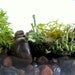 Modern Vessel Lichen Moss Terrarium