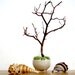 Single Globe Beach Manzanita Tree Moss terrarium: white or black sand